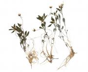Pseudostellaria heterophylla-1